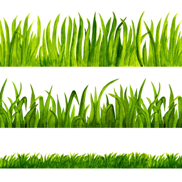 Watercolor green grass Watercolor green grass isolated on white background set. Hand painting on paper tussock stock illustrations
