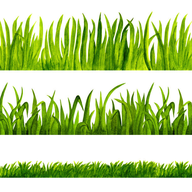 Watercolor green grass Watercolor green grass isolated on white background set. Hand painting on paper ornamental grass white background stock illustrations