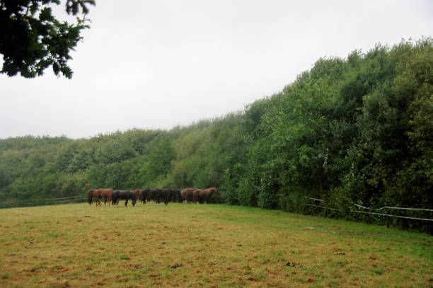 istock Horses in the rain 944742846
