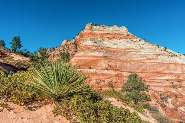 White and pink sandstone layers are shown in one of Zion National Park's numerous high points. Desert shrubbery is displayed in the foreground.