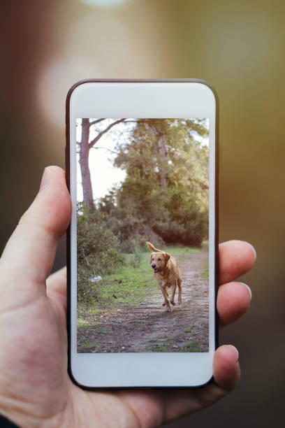 istock Labrador retriever running on phone screen 944746978