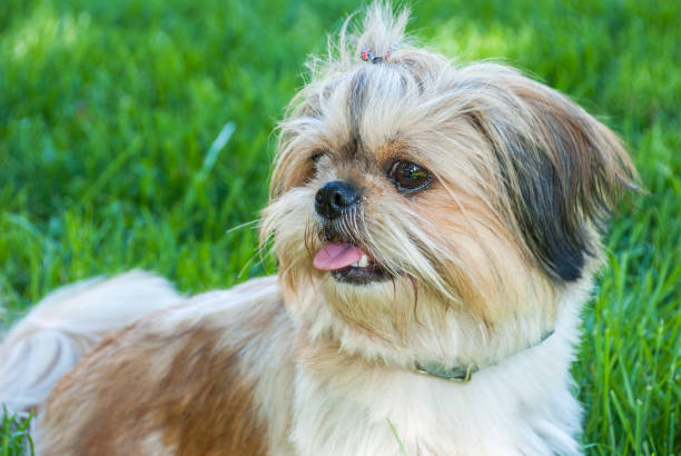 istock Portrait Shih tzu dog lying on grass 944750584