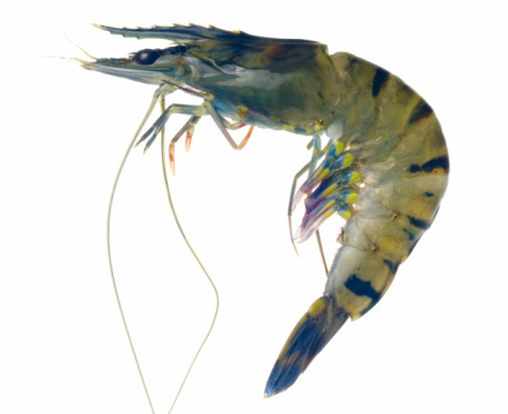 top view of single raw shrimp on white surface with watercolor strokes