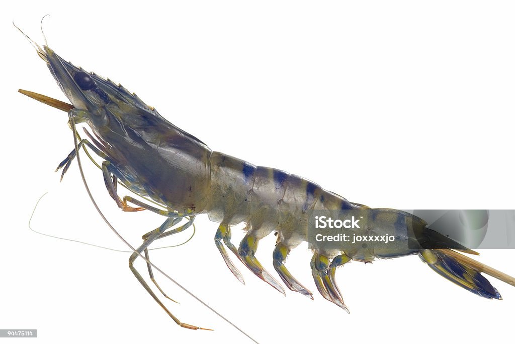 Prima de camarones tigre negro sobre una brocheta - Foto de stock de Langostino Monodón libre de derechos