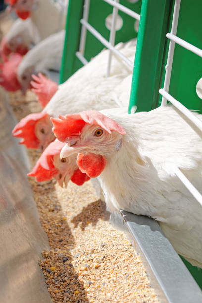 istock White hens in a row on the farm 944754428