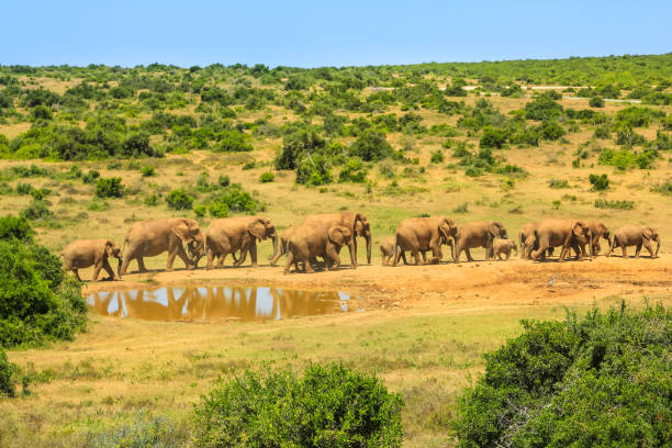 elefantes en addo np - south africa addo animal elephant fotografías e imágenes de stock