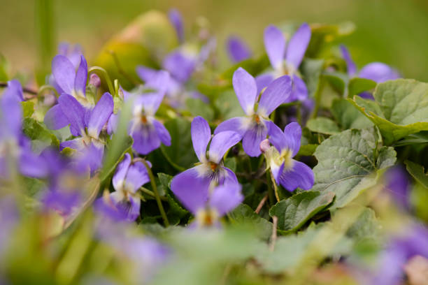 istock group of Wild viola against blurry background. 944756452