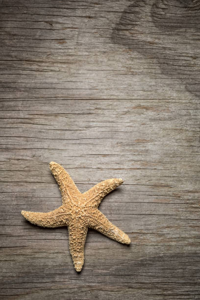 istock Starfish on Rustic wood background with vignette 944765466