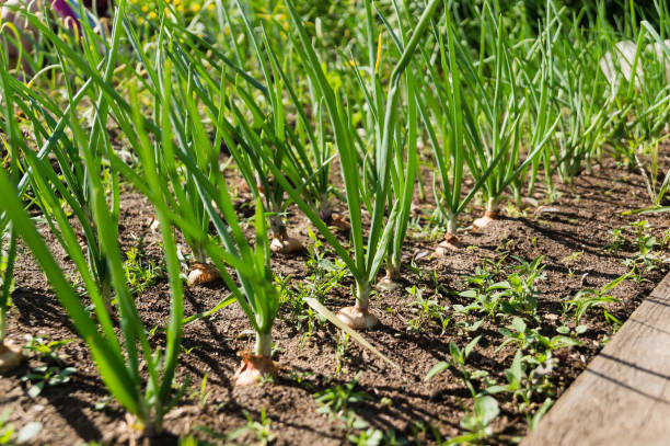 istock Green onion in the garden 944765478