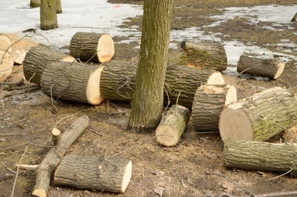 istock Cleaning the Park.Old trees are being cut down. 944765772