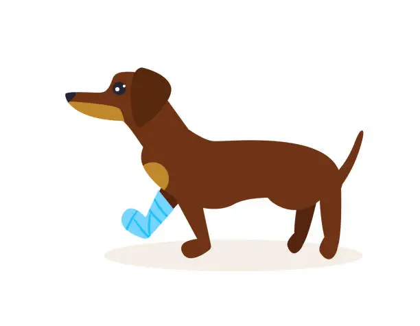 Vector illustration of Dog with a broken leg. Vector