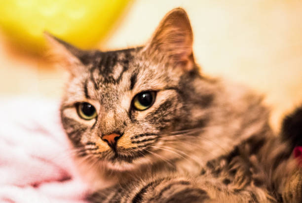 istock Portrait of a serious cat 944766496