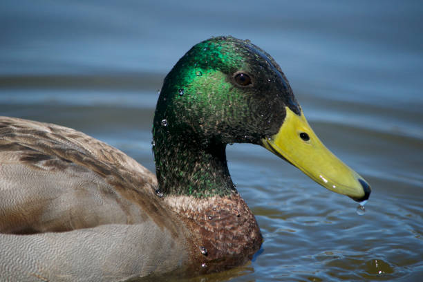 istock Male Mallard, District of Columbia 944771052