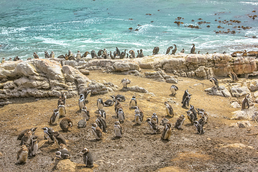 Penguins colony at Stony Point near coastal town of Betty's Bay, Western Cape, South Africa. Stony Point Nature Reserve is home to one of the largest breeding colonies of African Penguin in the world.