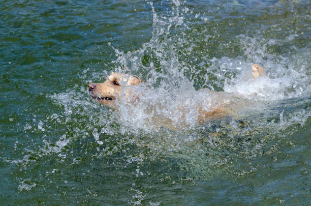 istock golden retriever running fast in the water 944774804