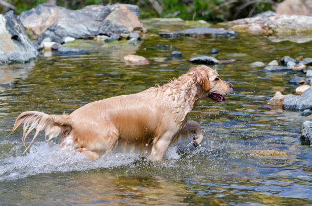 istock golden retriever running fast in the water 944774824