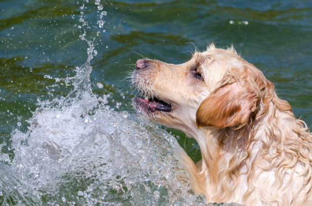 istock golden retriever running fast in the water 944774904