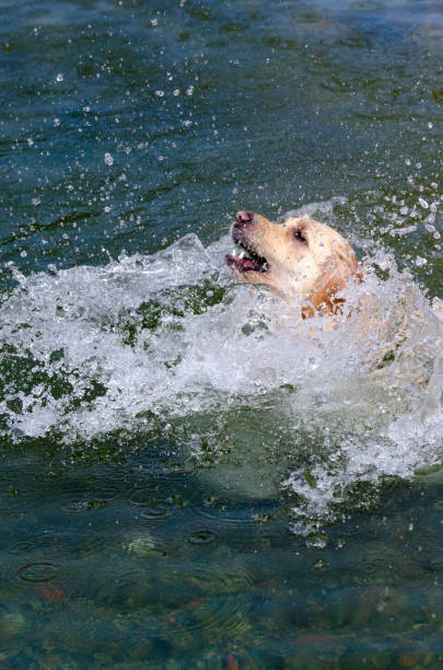 istock golden retriever running fast in the water 944774934