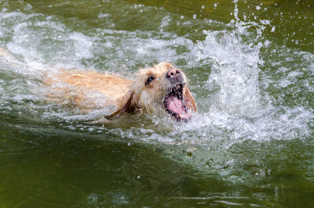 istock golden retriever running fast in the water 944775150