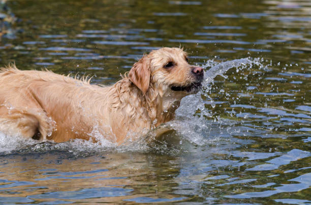 istock golden retriever running fast in the water 944775224