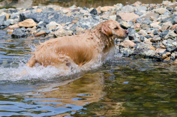 istock golden retriever running fast in the water 944775288