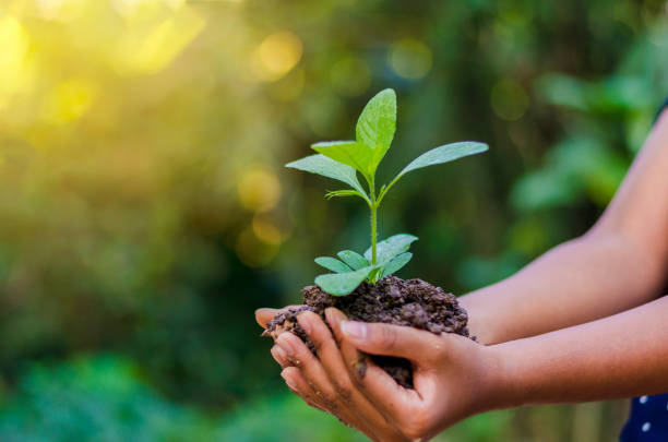 in den händen der bäume, die sämlinge wachsen. bokeh grünen hintergrund weiblichen hand bereich naturrasen konservierungskonzept wald baum festhalten - growth new life seedling child stock-fotos und bilder