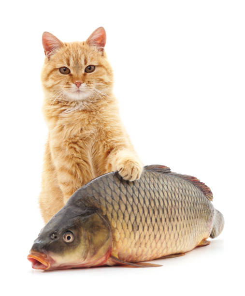 Cat And Fish Stock Photo - Download Image Now - Domestic Cat