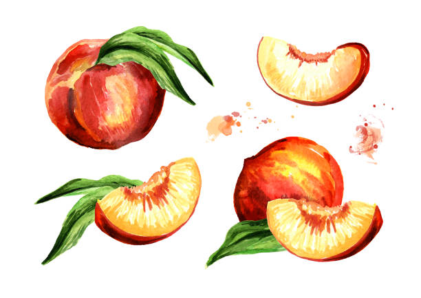 ilustraciones, imágenes clip art, dibujos animados e iconos de stock de conjunto melocotón. ilustración de dibujado a mano acuarela, aislado sobre fondo blanco - nectarine