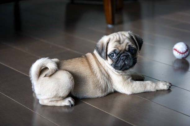 istock Pug Puppy Playing on the Floor 944780508