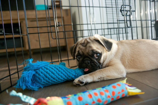 pug puppy - babybox stockfoto's en -beelden