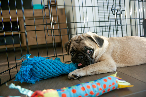 Pug puppy playing in his playpen