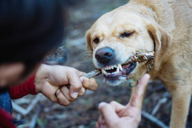 istock Me and my labrador retriever 944780674
