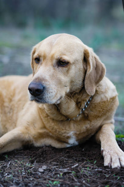 istock Senior dog - 12 years old Labrador sitting in grass 944780676