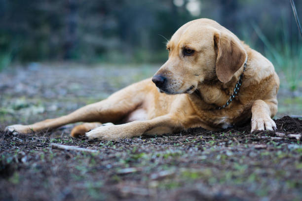 istock Senior dog - 12 years old Labrador sitting in grass 944784868