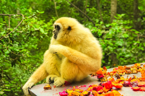 beyaz lar jibon verdi - halk parkı lar stok fotoğraflar ve resimler