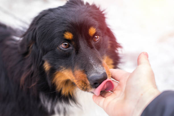 Cute bernese mountain dog on the background with green grass
