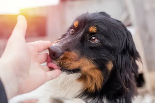 Photo of A small stray dog licks a human hand