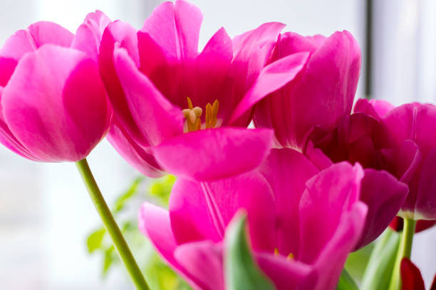 istock Beautiful bouquet of pink tulips 944785930