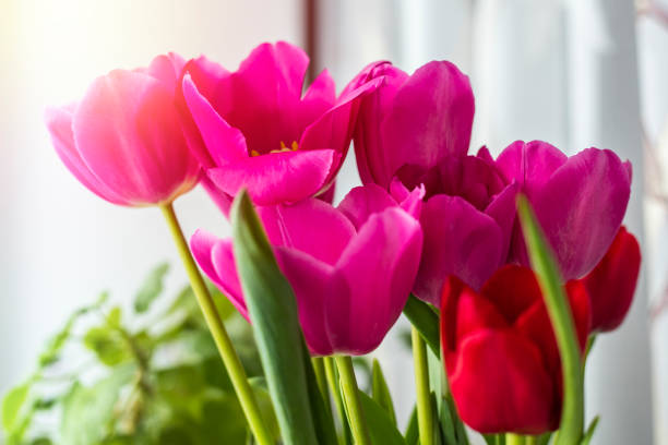istock Beautiful bouquet of pink tulips 944786020