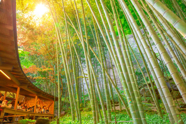luz solar de sala de chá floresta - kamakura japan tourist people - fotografias e filmes do acervo