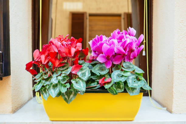 Flower pot with cyclamen. Flower pot with red and pink bright cyclamen on the .indow sill. cyclamen stock pictures, royalty-free photos & images