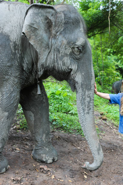 istock Elephant in jungle in northern Thailand 944794154