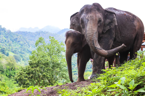 istock Elephant in jungle in northern Thailand 944794380