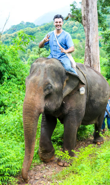 istock Elephant in jungle in northern Thailand 944794498