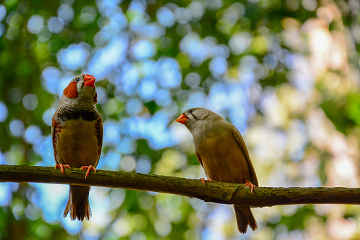 Two zebra finches on a branch