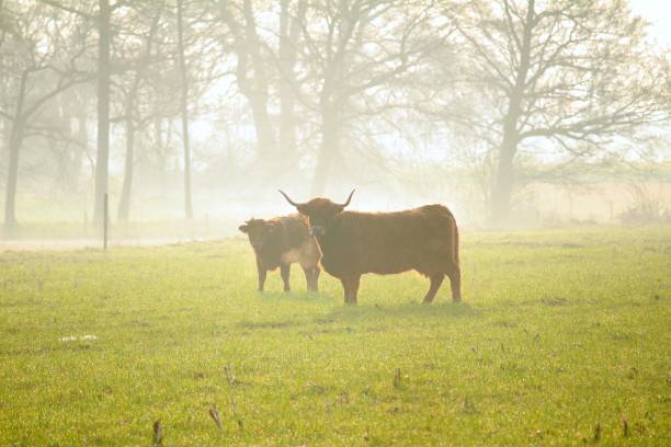 istock Taurus in the fog 944800352