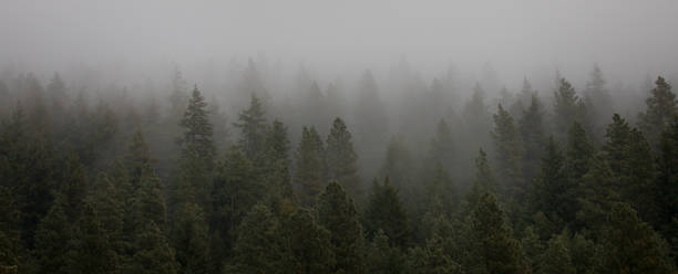 слои - layered mountain tree pine стоковые фото и изображения