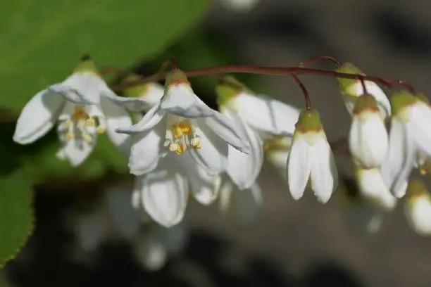 White small elegant flowers"Slender deutzia"