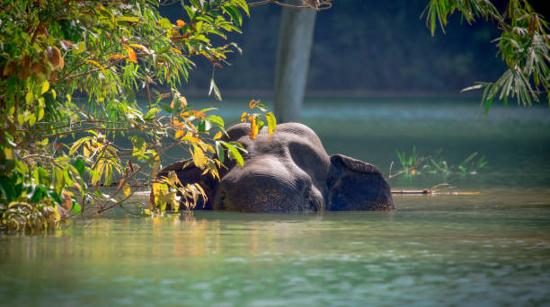 Lurking A wild Asian Elephant lurking around the bend on a expedition in the jungles of Southeast Asia. kao sok national park stock pictures, royalty-free photos & images