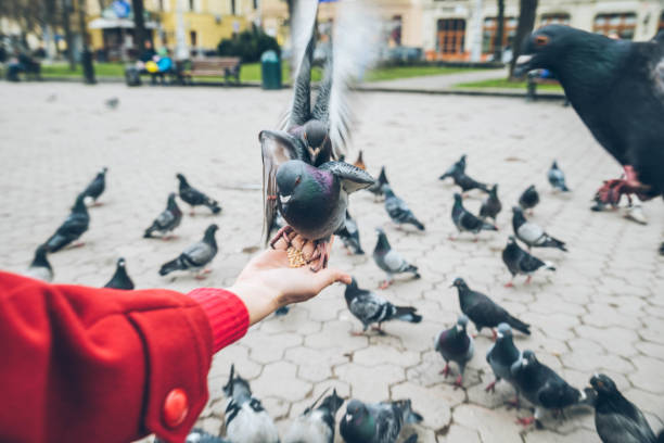 istock first-person view. doves eat seed from person hand 944808236